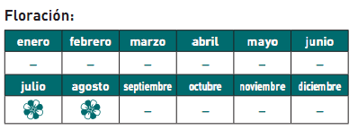 floración echeveria